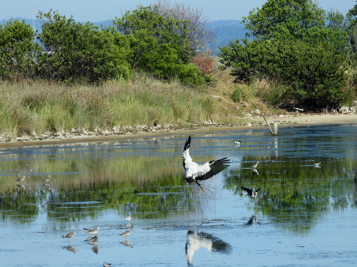 Wood Stork - ML301500461