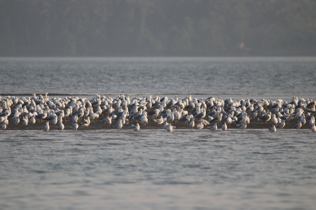 Lesser Black-backed Gull - ML301500961