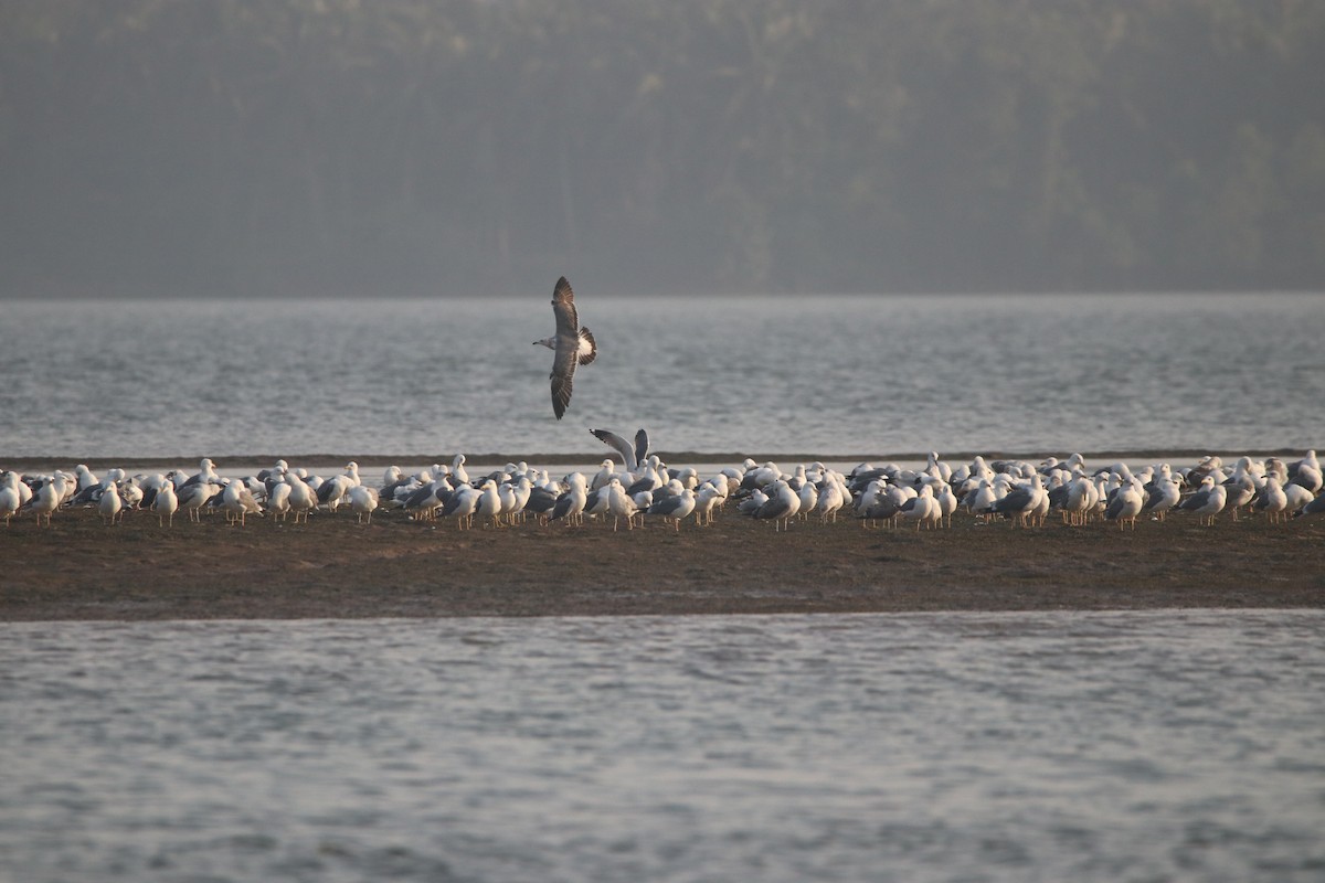 Lesser Black-backed Gull - ML301500971