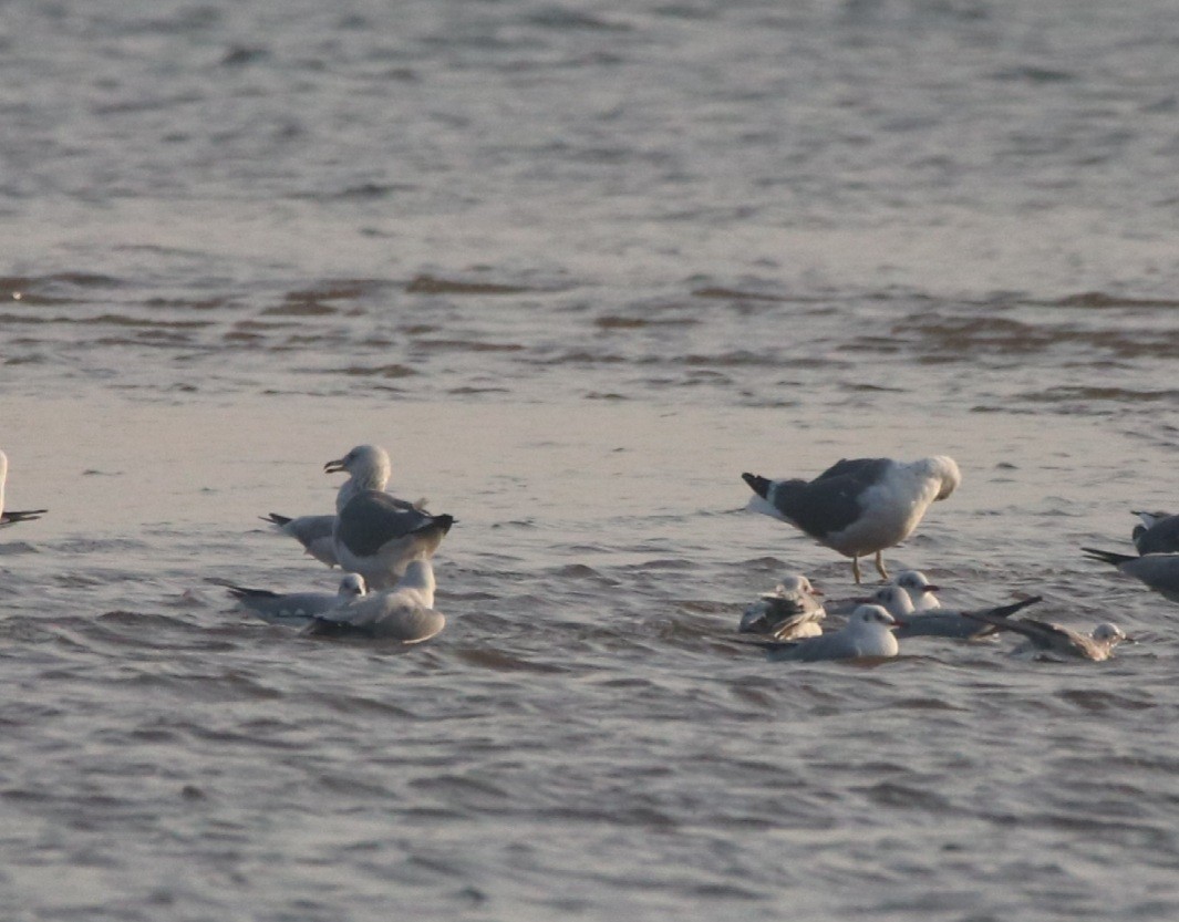 Lesser Black-backed Gull - ML301501001