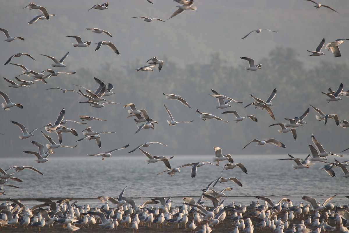 Lesser Black-backed Gull - ML301501031