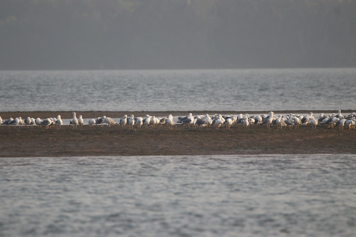 Lesser Black-backed Gull - ML301501051