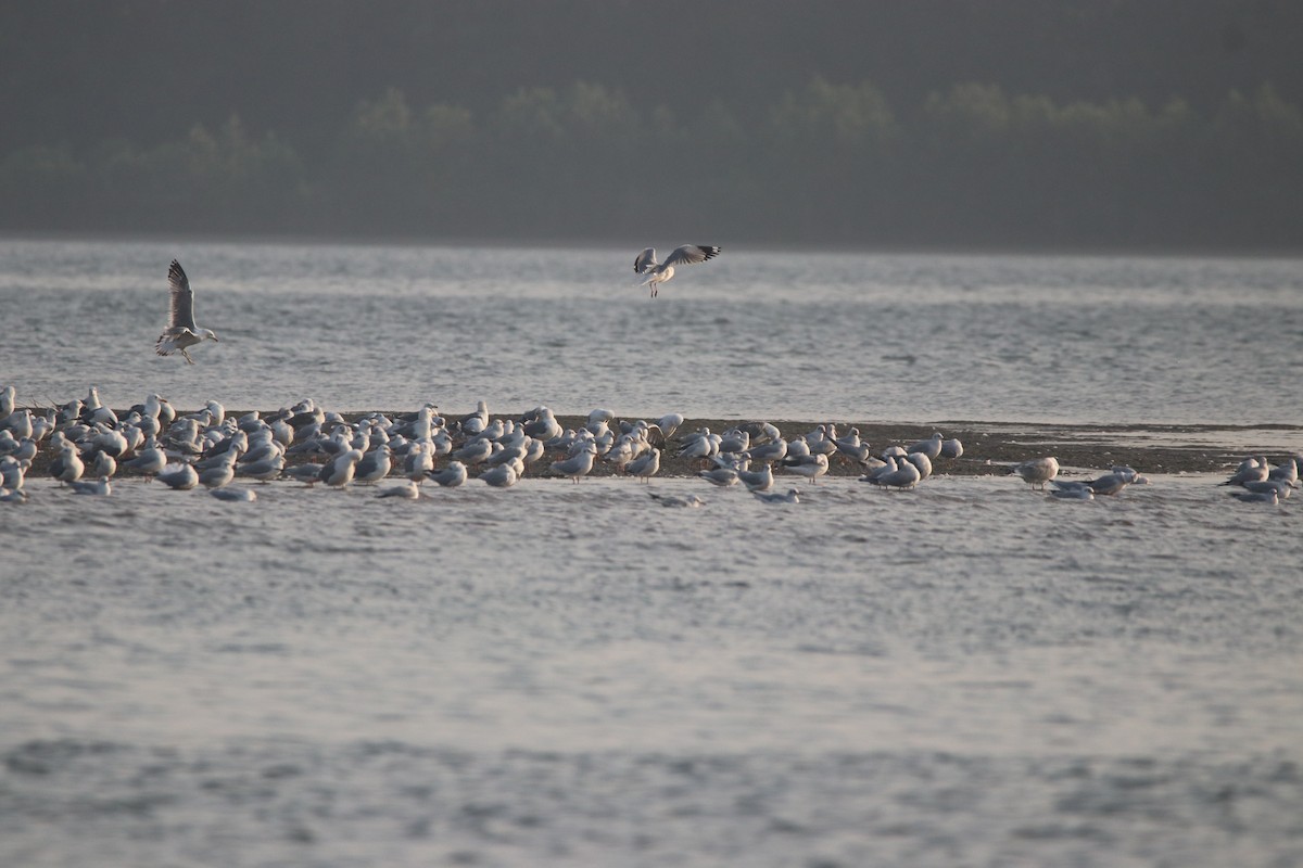 Lesser Black-backed Gull - ML301501111