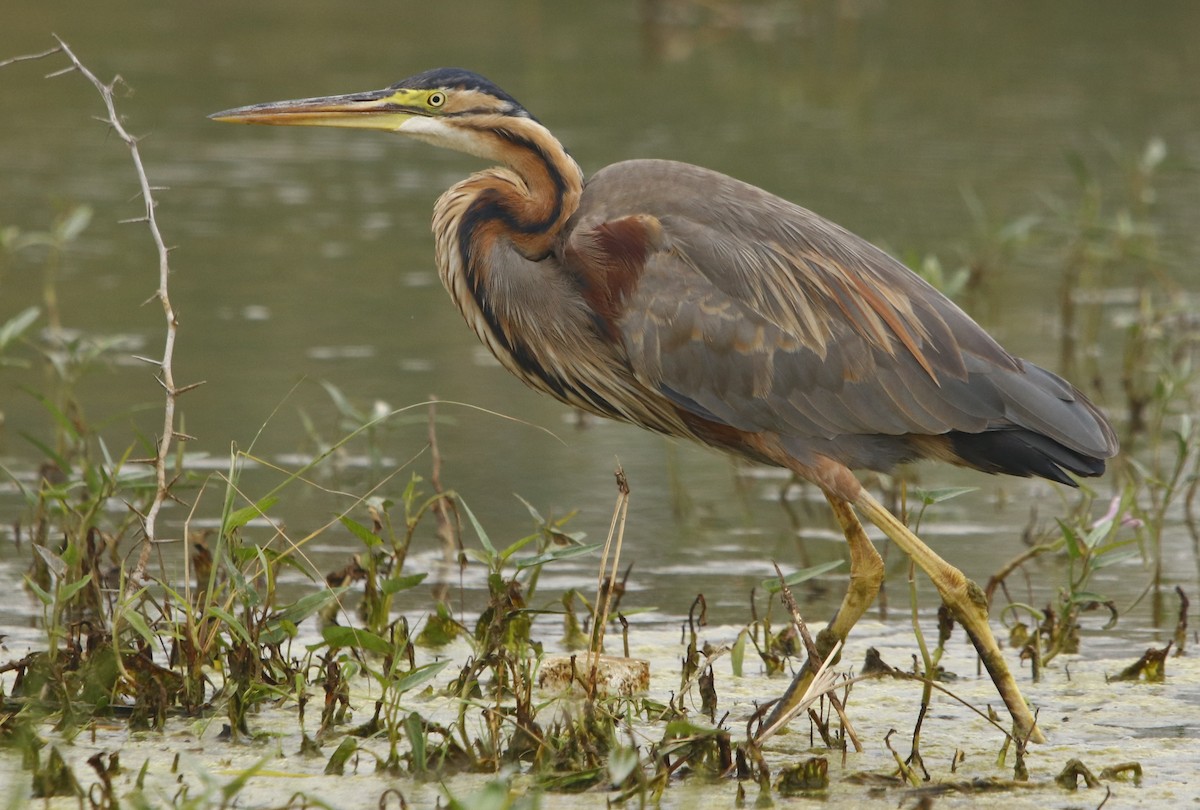 Purple Heron - Bhaarat Vyas