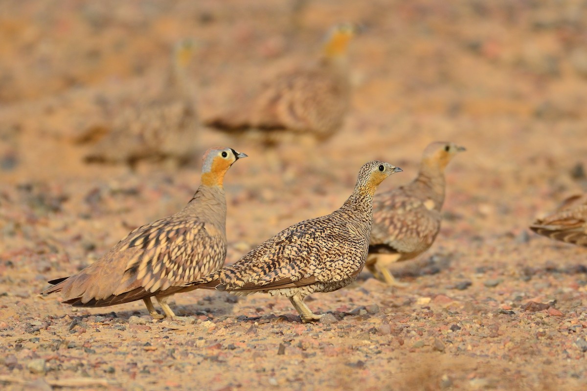 Crowned Sandgrouse - ML301501781