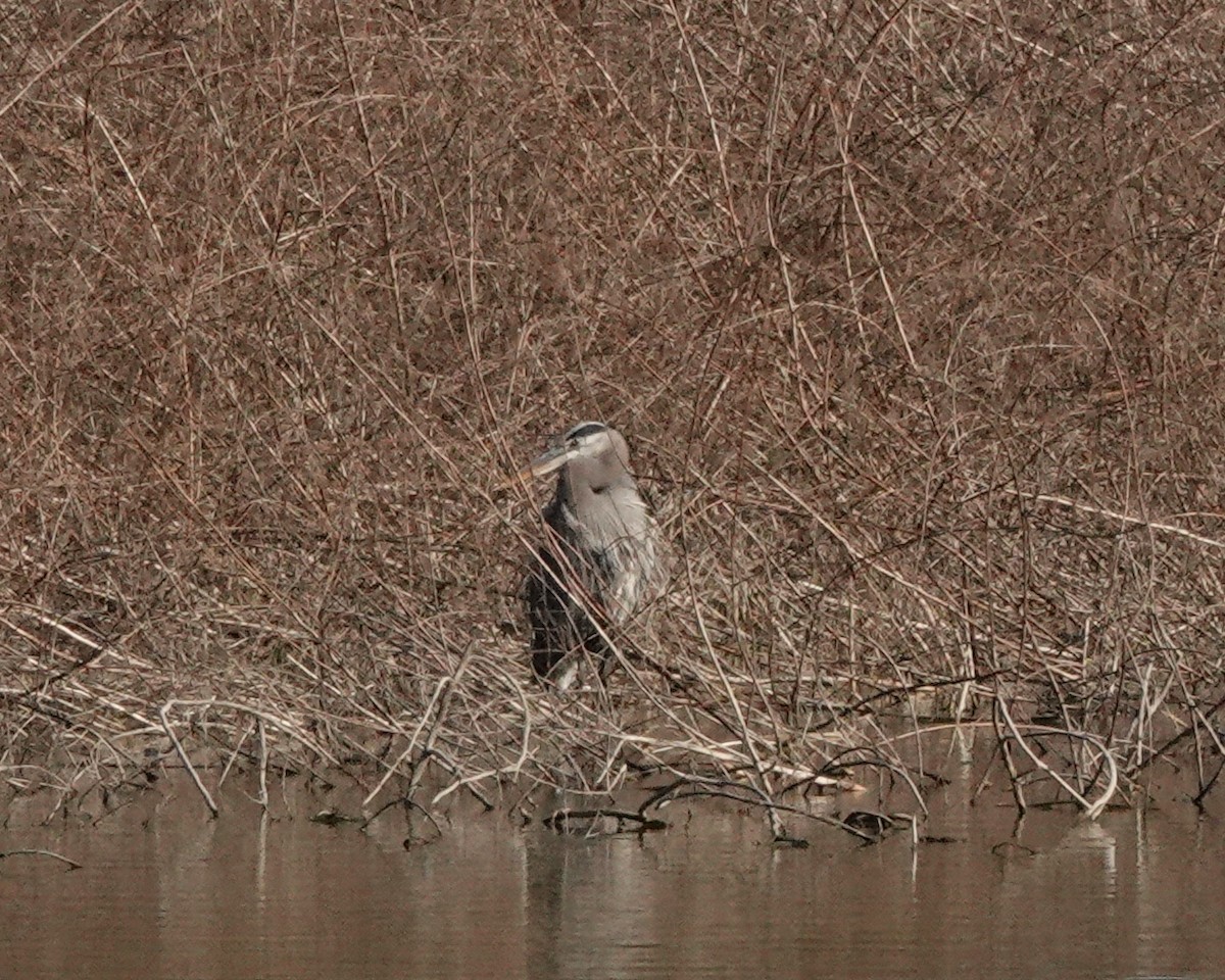 Great Blue Heron - ML301502541