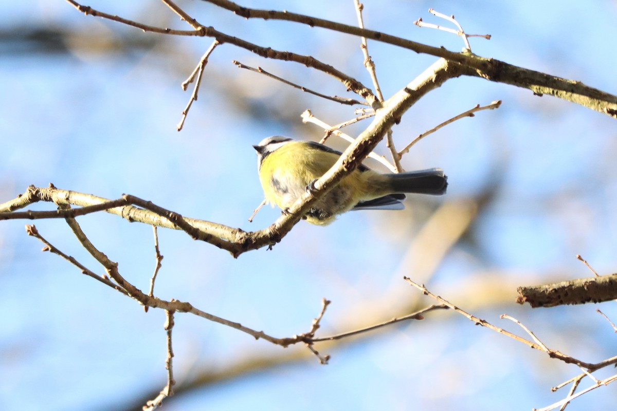 Eurasian Blue Tit - ML301503201