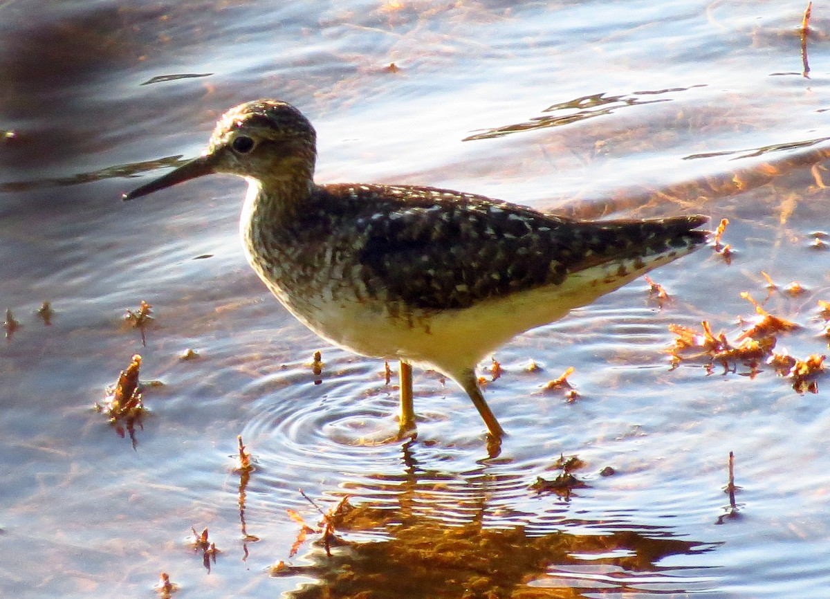 Wood Sandpiper - ML301504001