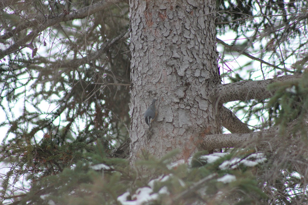Red-breasted Nuthatch - ML301504471