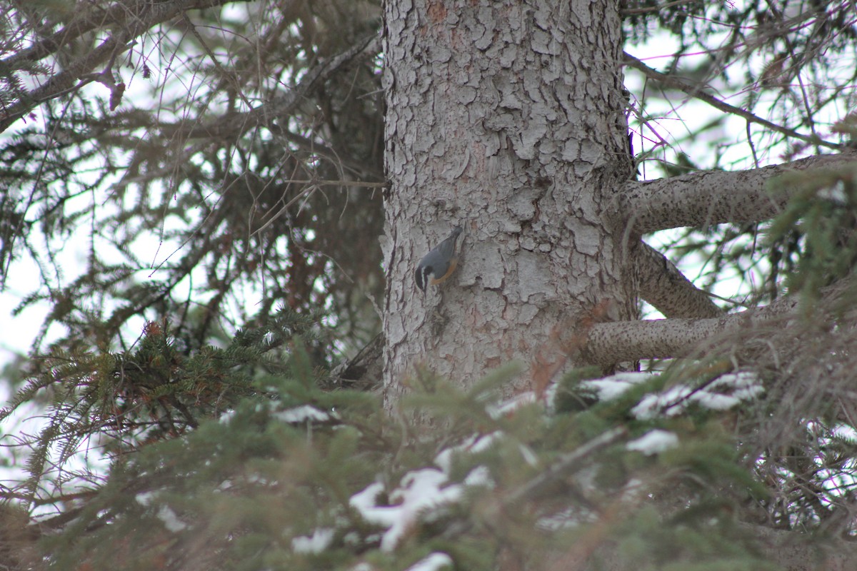 Red-breasted Nuthatch - ML301504481