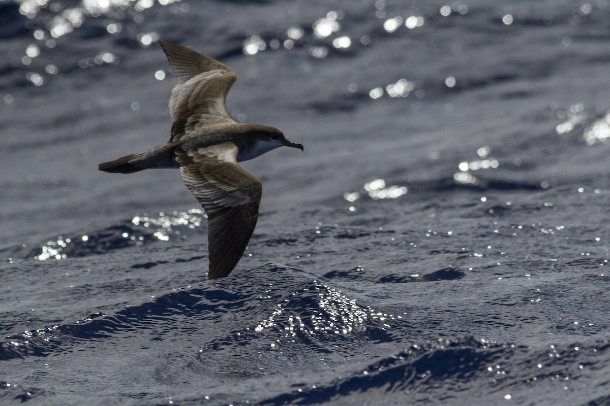 Buller's Shearwater - ML30150491