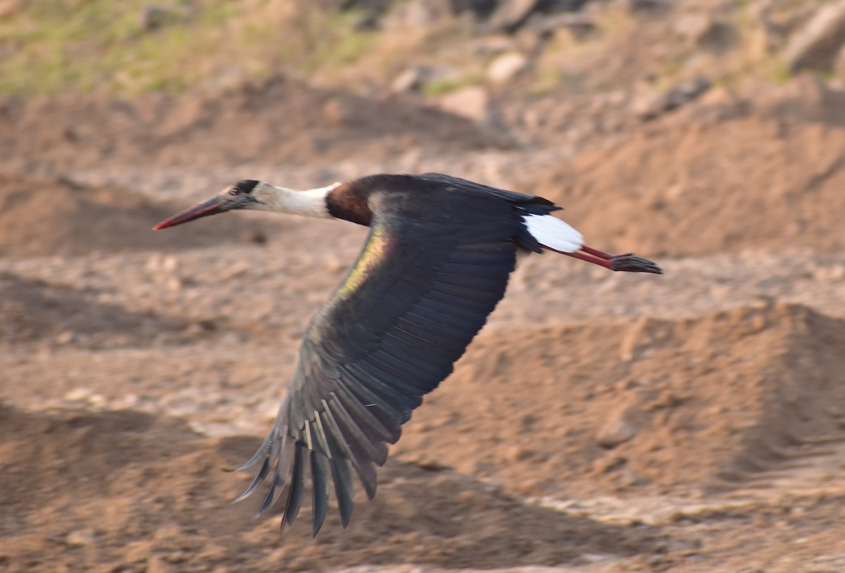 Asian Woolly-necked Stork - ML301505381