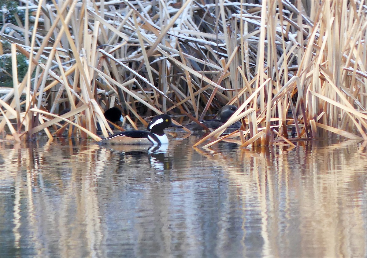 Hooded Merganser - ML301505901