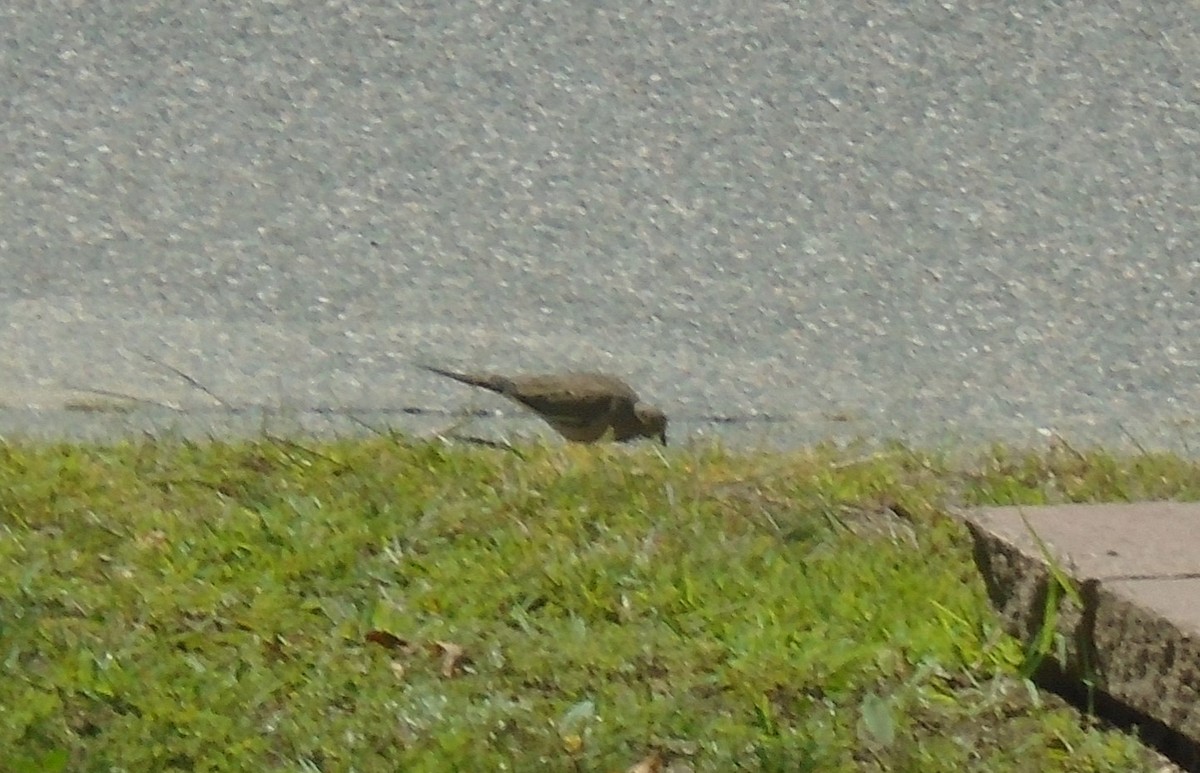 Mourning Dove - ML301506601