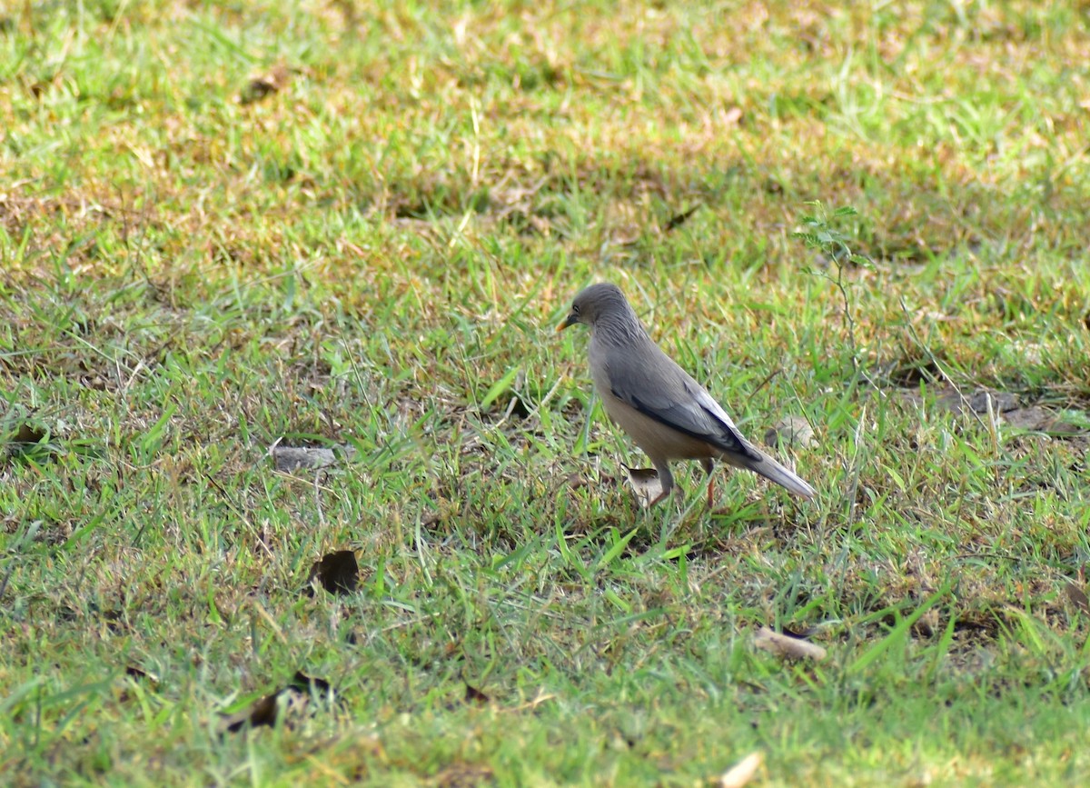 Chestnut-tailed Starling - ML301506631