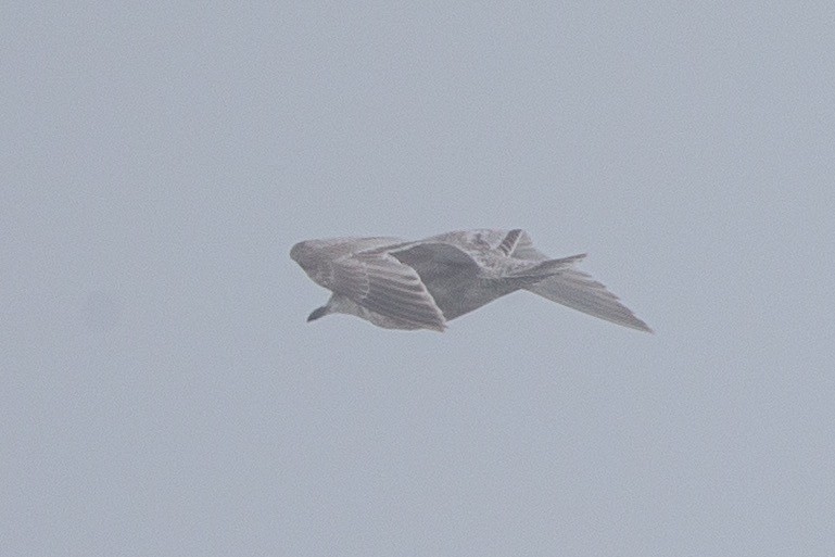 Iceland Gull (Thayer's) - Martin Kennewell