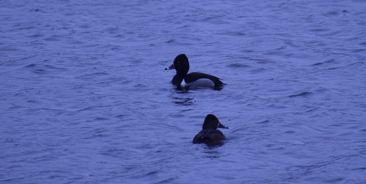 Ring-necked Duck - ML301508611