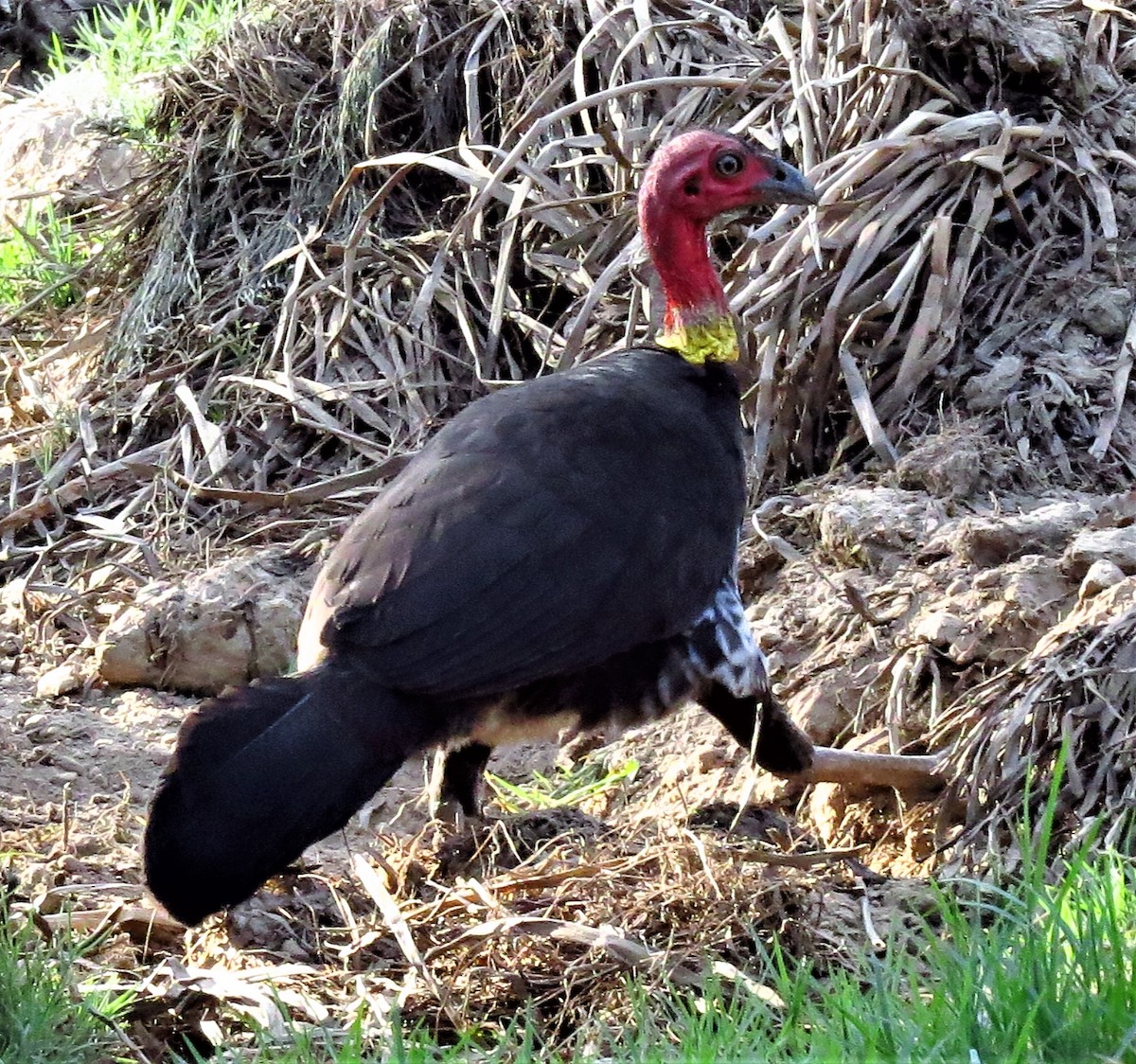 Australian Brushturkey - ML301509271