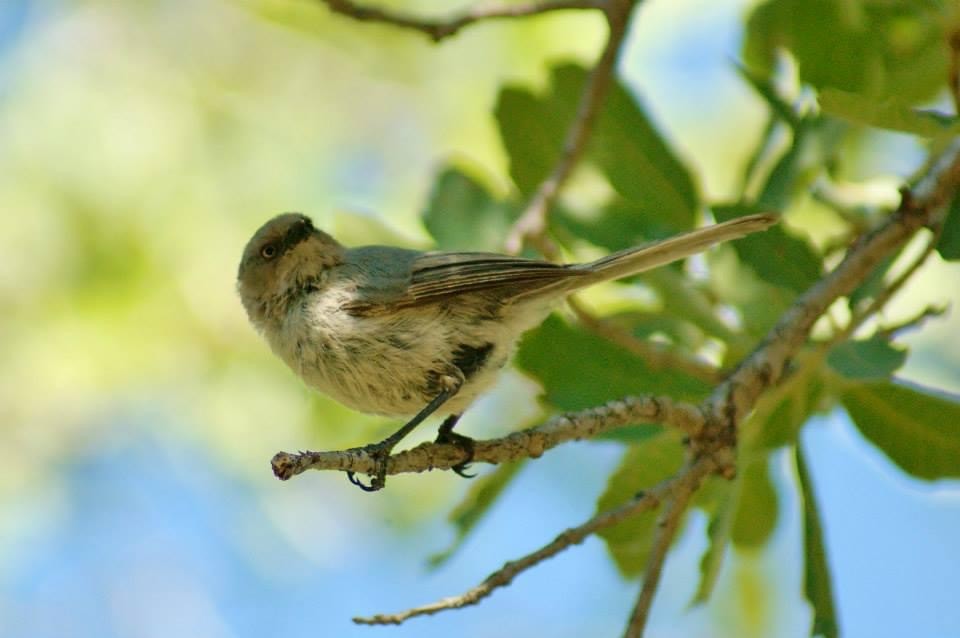 Bushtit - Rob Pendergast