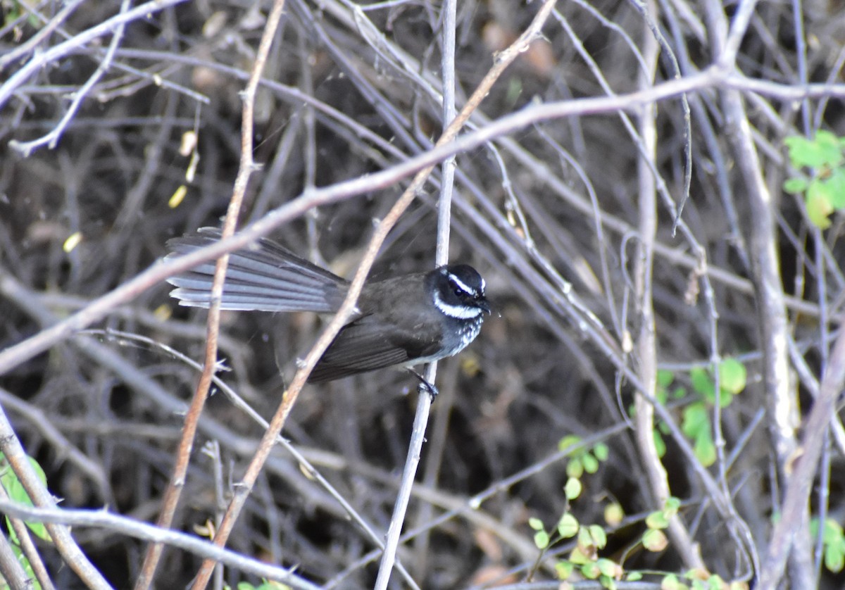 Spot-breasted Fantail - ML301510841