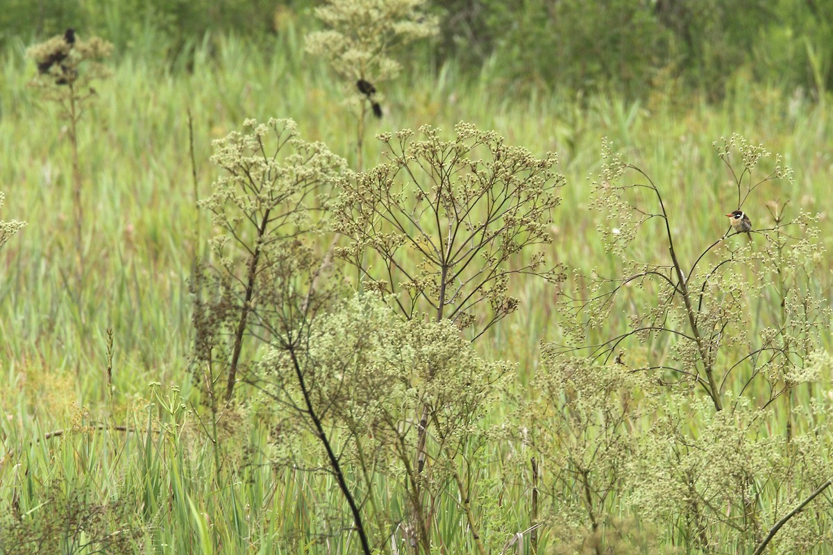 Лінивка-смугохвіст чорнощока - ML301512041