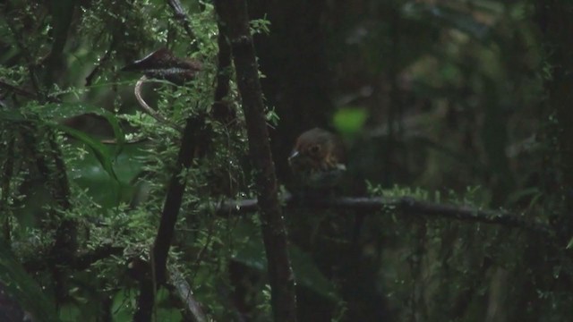 Ochre-breasted Antpitta - ML301512301