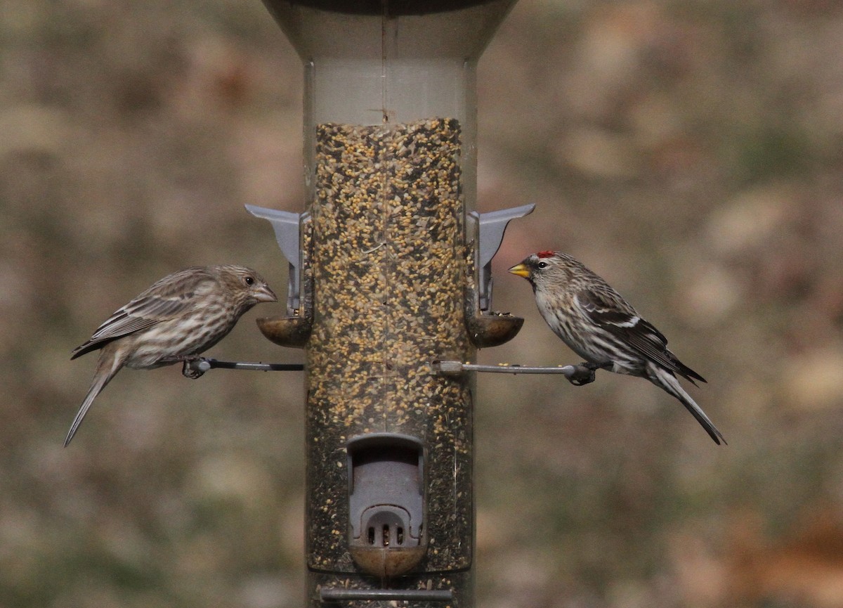 Common Redpoll (rostrata/islandica) - ML301512621