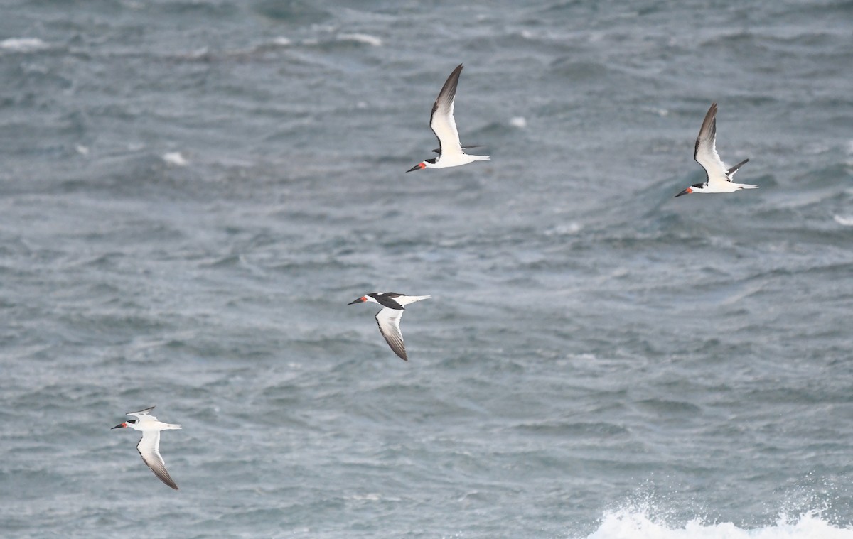 Black Skimmer - ML301517561