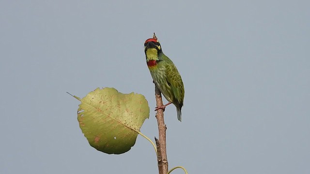 Coppersmith Barbet - ML301517891