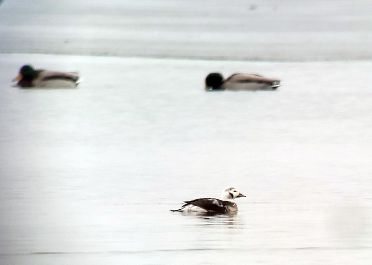 Long-tailed Duck - Tom Ziebell