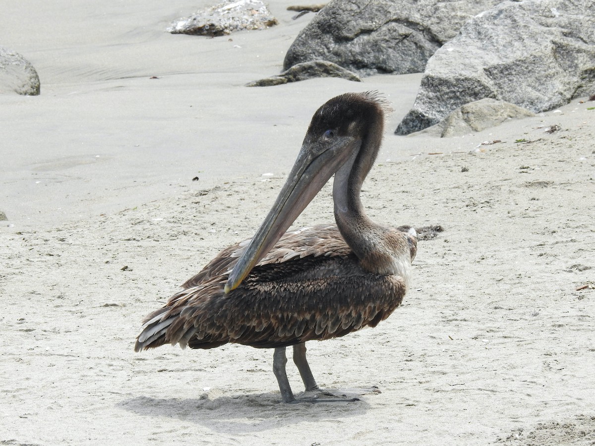 Brown Pelican - ML301522121