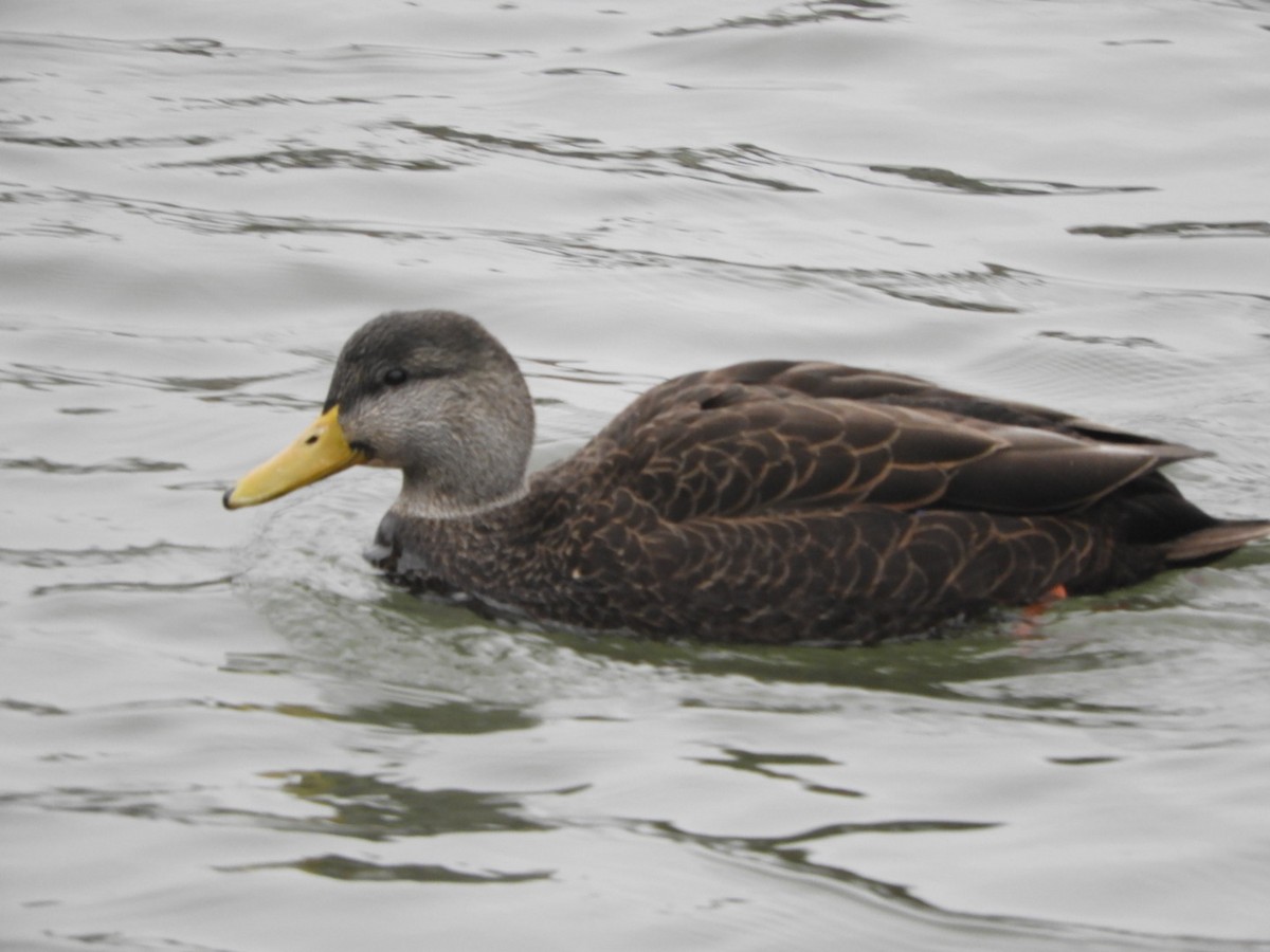 American Black Duck - ML301522481