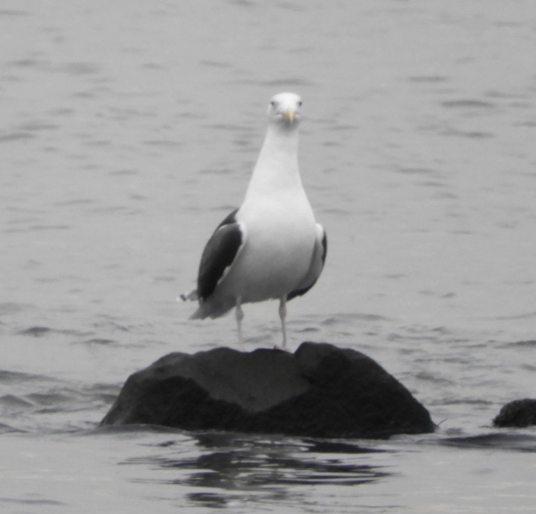 Great Black-backed Gull - ML301522701