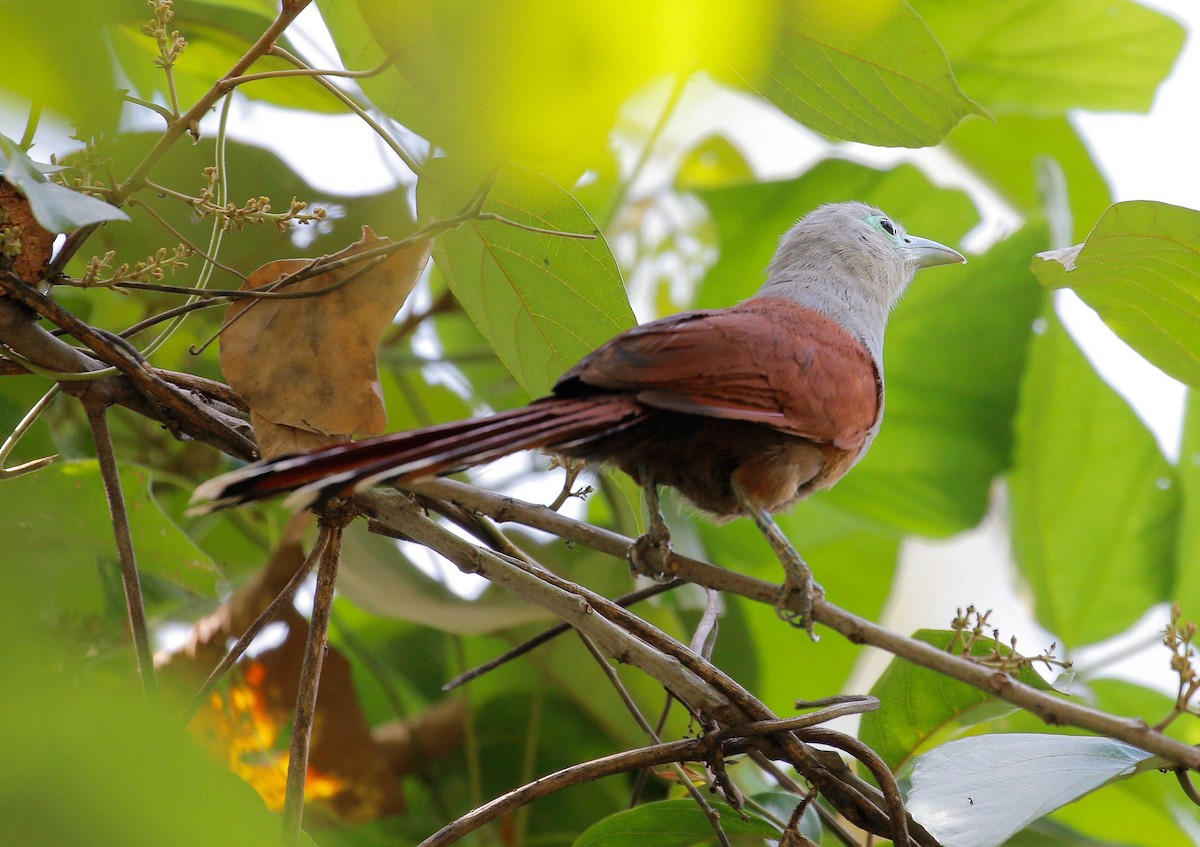 Raffles's Malkoha - Neoh Hor Kee