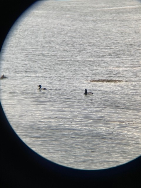 Greater Scaup - ML301526461