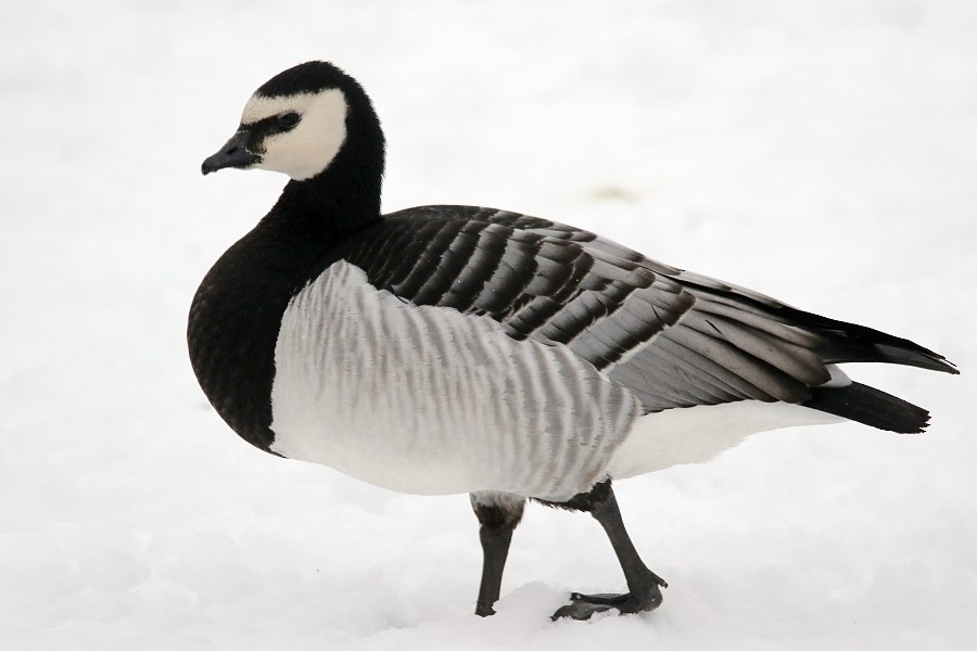 Barnacle Goose - Pavel Parkhaev