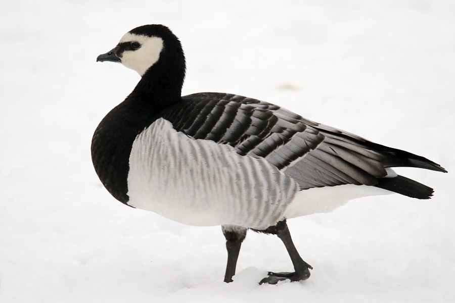 Barnacle Goose - Pavel Parkhaev