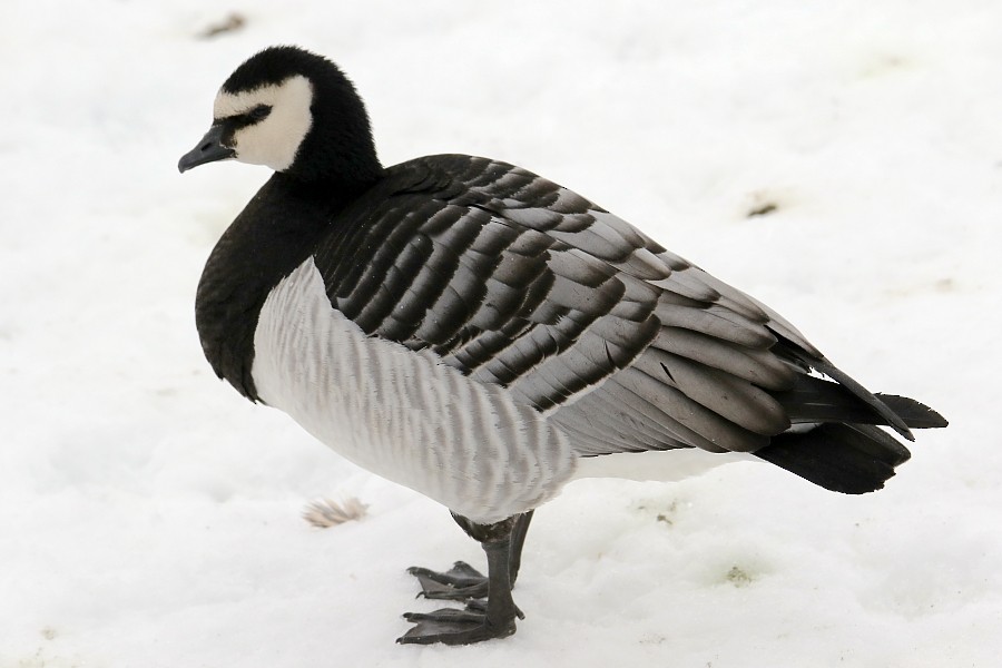 Barnacle Goose - Pavel Parkhaev