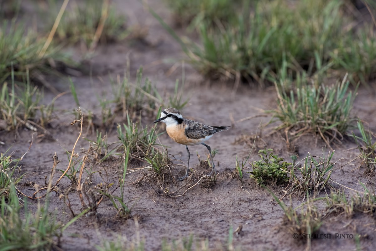 Kittlitz's Plover - Shailesh Pinto