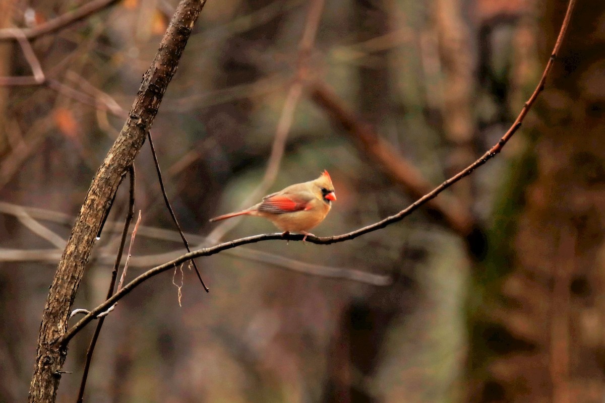 Northern Cardinal - ML301529481