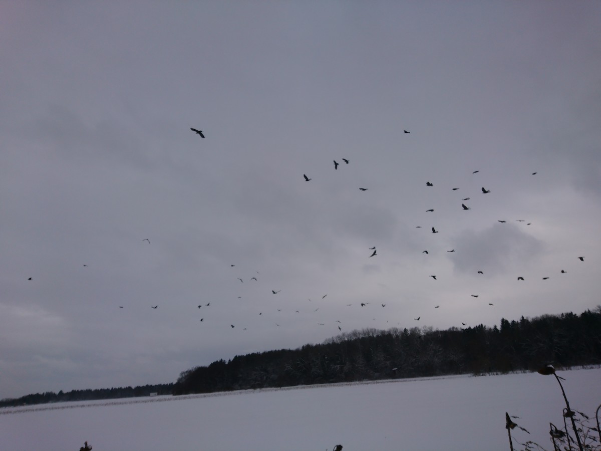 kornkråke - ML301529721