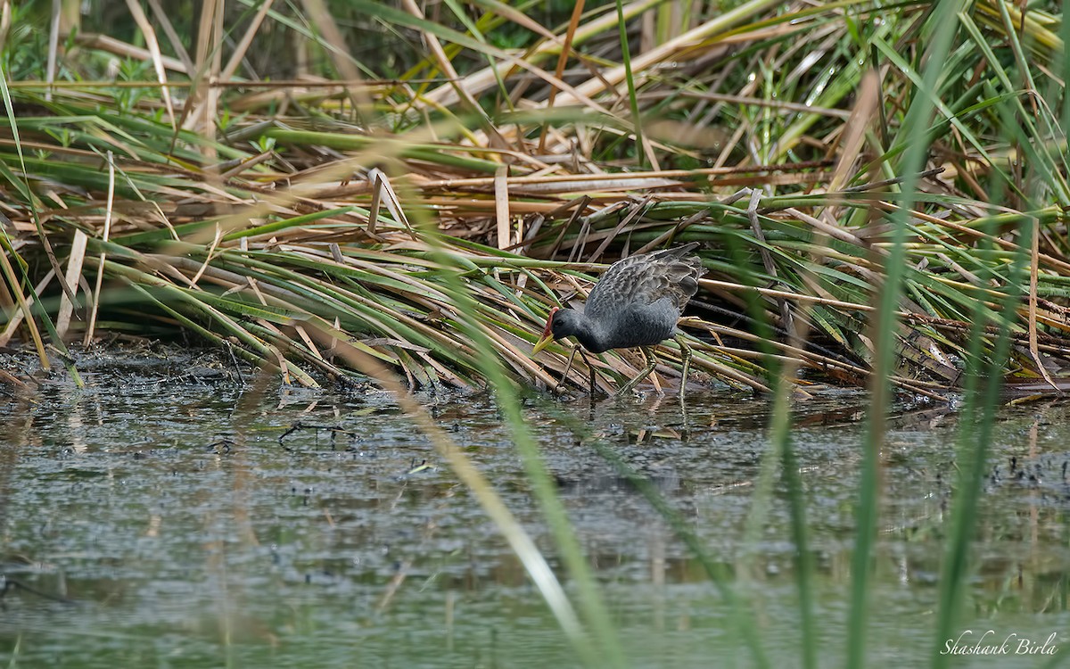 Watercock - ML30152981