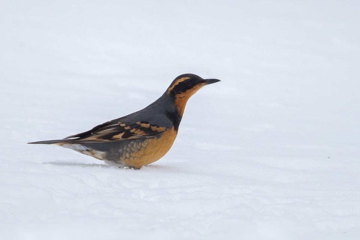 Varied Thrush - County Lister Brendan