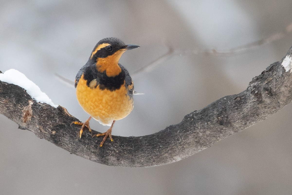 Varied Thrush - County Lister Brendan