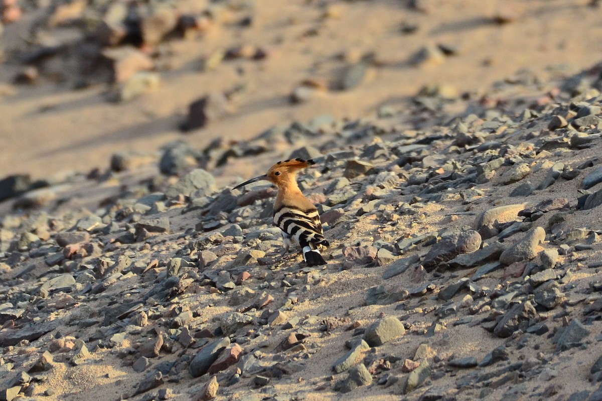 Eurasian Hoopoe - Watter AlBahry