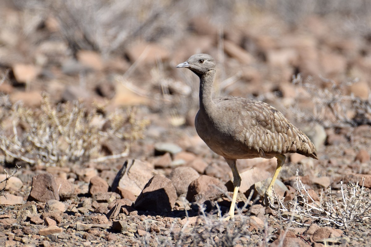 Sisón del Karoo - ML301531251