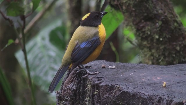 Black-chinned Mountain Tanager - ML301531431