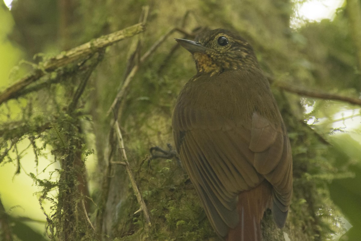 Wedge-billed Woodcreeper - ML301533871