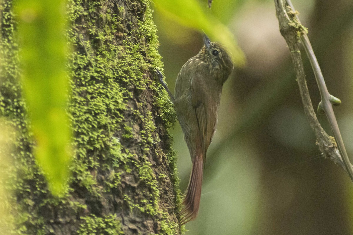 Wedge-billed Woodcreeper - ML301533881