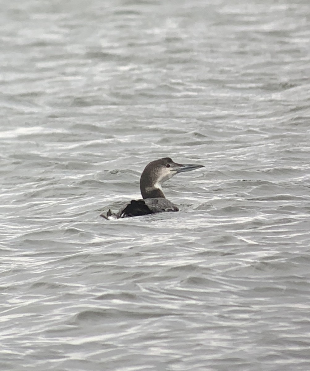 Common Loon - Kevin McGrath